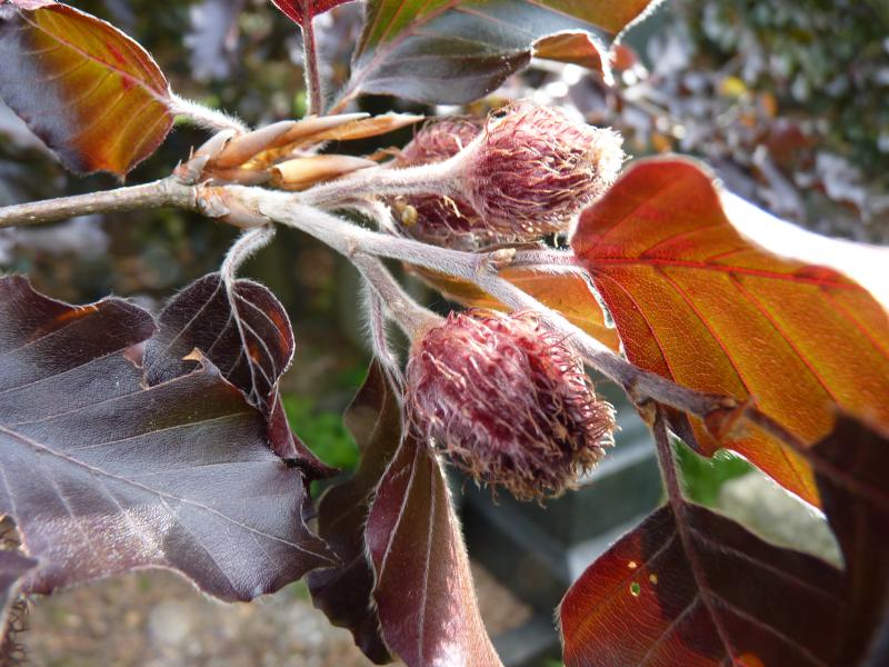 Copper_beech_close-up_01.jpg