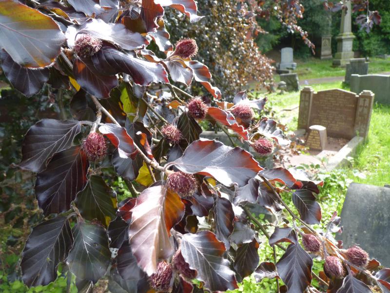 Copper_beech_close-up_02.jpg