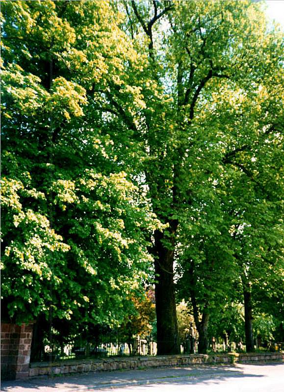 English_Elm_01.jpg