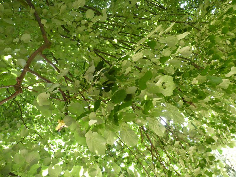 Weeping_Silver_Lime_06.jpg